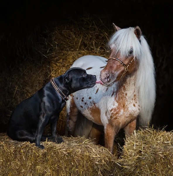 Staffordshire Bull Terrier cão e cavalo miniatura americana — Fotografia de Stock