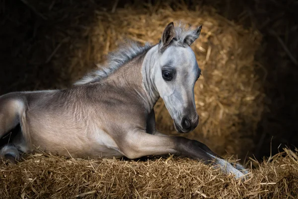 アメリカのミニチュア馬。わらの上に横たわる焦げ茶色の馬. — ストック写真