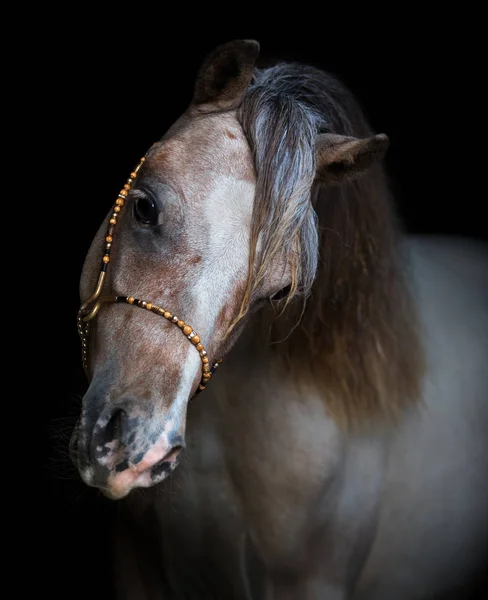 Portrait sur fond noir de cheval miniature américain . — Photo