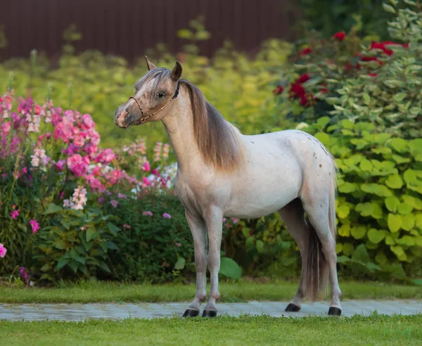 Americký miniaturní kůň. Mladý hřebec na zelené trávě — Stock fotografie