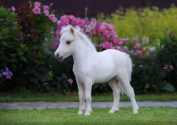 Amerikaanse miniatuur paard. Palomino veulen in tuin. — Stockfoto