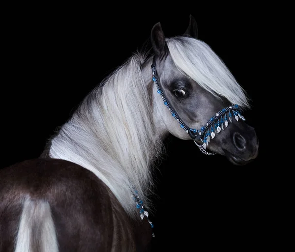 Retrato de Shetland Pony americano negro plateado . —  Fotos de Stock