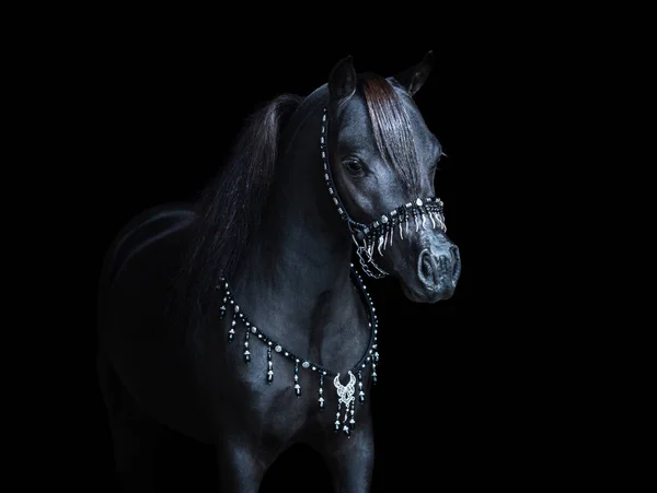 Retrato sobre fondo negro de caballo miniatura americano negro . — Foto de Stock