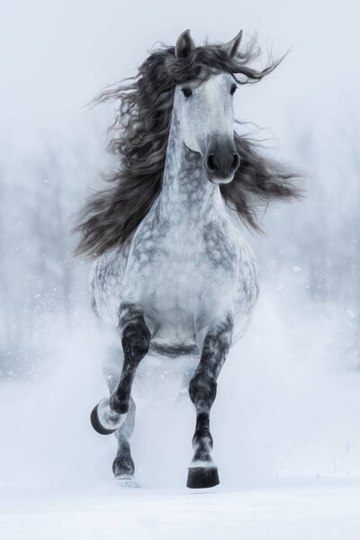 Galloping grey long-maned Spanish horse in winter.