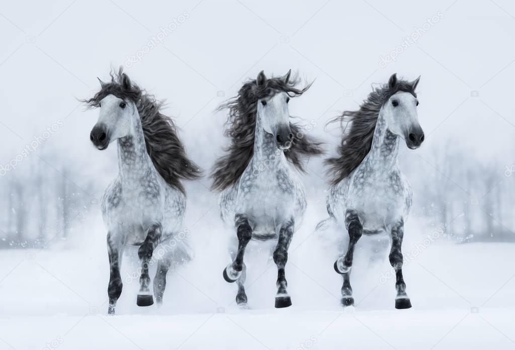 Three gray long-maned Spanish horses run gallop across field.