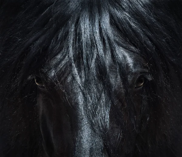 Andalúz fekete ló hosszú sörény. Portré közelről. — Stock Fotó