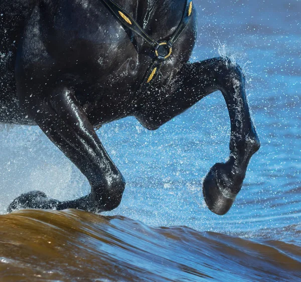 Caballo galopando en el agua. Piernas de caballo de cerca con salpicaduras . — Foto de Stock