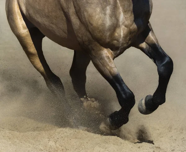 Patas negras de caballo dun corriendo de cerca en polvo de arena . — Foto de Stock