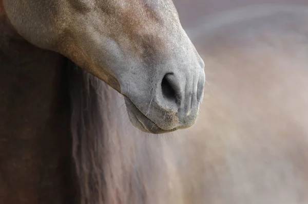 Gros plan du nez du cheval dans des couleurs pastel doux . — Photo