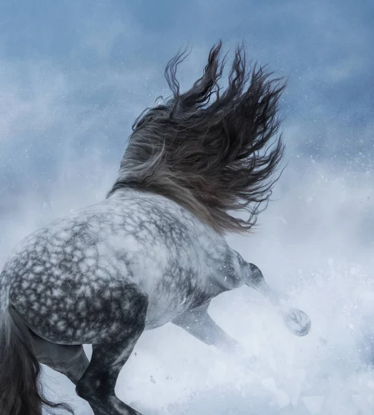 Szary, galopujący koń hiszpański czystej krwi podczas śnieżnej. — Zdjęcie stockowe