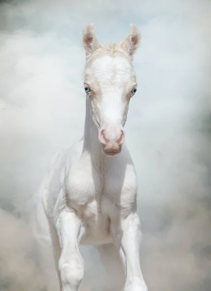 Κρέμα ουαλλέζικο πόνι foal με μπλε μάτια. — Φωτογραφία Αρχείου