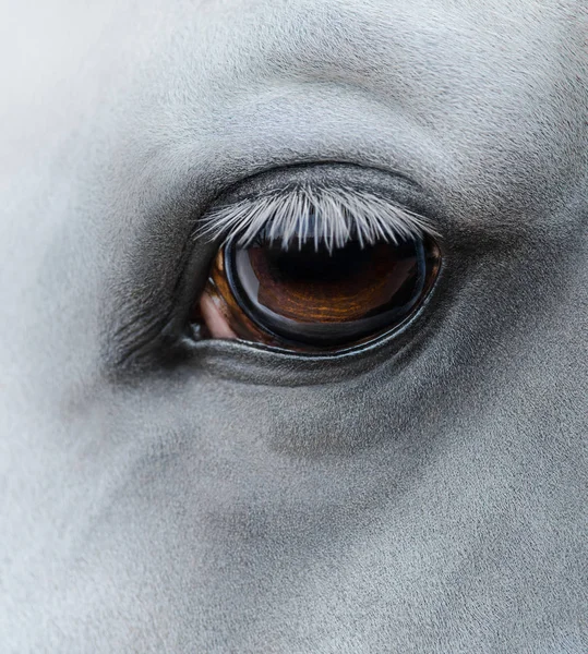 Vista lateral primer plano de ojo de caballo gris claro — Foto de Stock