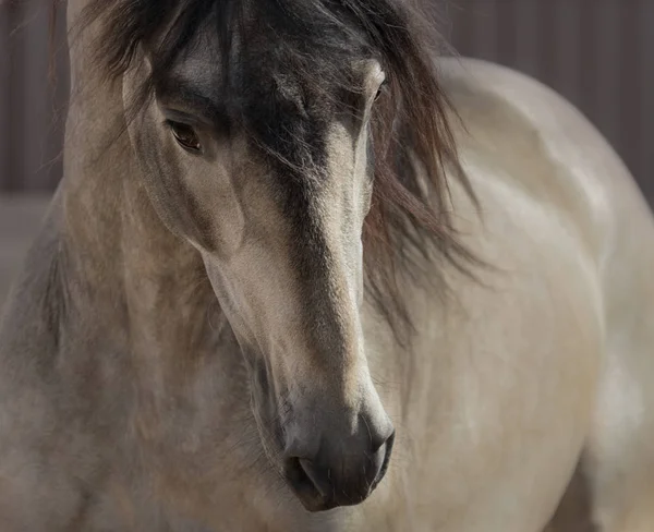 Portrait of buckskin Andalusian horse. — Stock Photo, Image