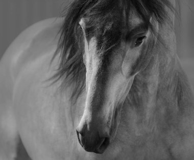 Black and White portrait of Andalusian horse in motion.  clipart