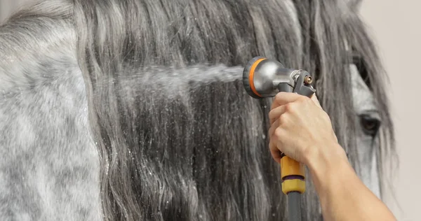 Dlouhá glitter hřívu šedé koně se vymyje vodou z hadice. — Stock fotografie