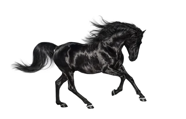 Galloping black Andalusian stallion isolated on white background — Stock Photo, Image