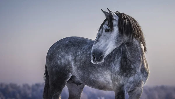 Horizontal portrait of gray Spanish horse with winter evening — Stock Photo, Image