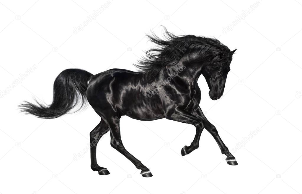 Galloping black Andalusian stallion isolated on white background