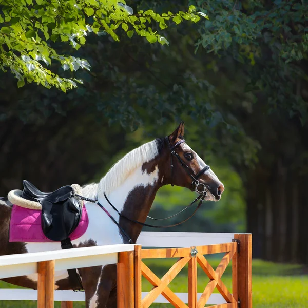 Paard van de verf met hoofdstel en zadel tegen de achtergrond van het park. — Stockfoto