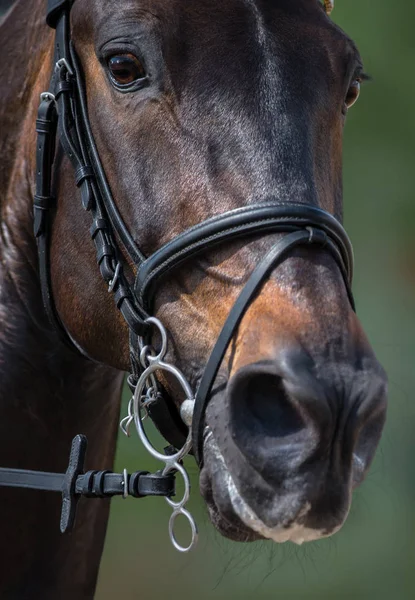 Testa di cavallo sportivo in pelham briglia con nasino flash . — Foto Stock