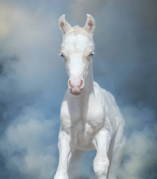 Junges walisisches Pony mit blauen Augen. — Stockfoto