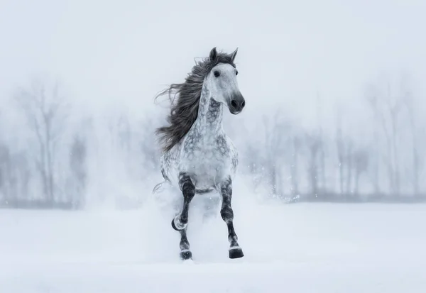 Paysage couvert hivernal avec cheval à crinière longue gris galopant . — Photo