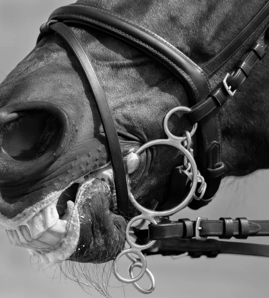 Pelham freio com nariz flash na cabeça do cavalo esporte . — Fotografia de Stock