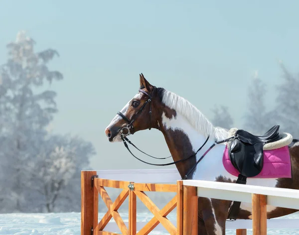 Cavalo de pintura americano com freio e sela inglesa no inverno . — Fotografia de Stock
