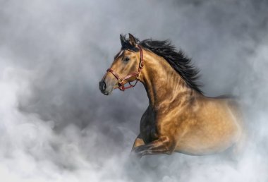 Endülüs atı hafif dumanın içinde, metin için yeri var..