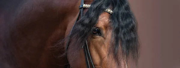 Imagen cercana de ojo, cabeza y cuello de caballo andaluz . —  Fotos de Stock