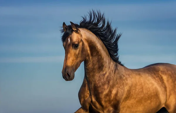 Portret van licht baai Andalusisch paard. — Stockfoto