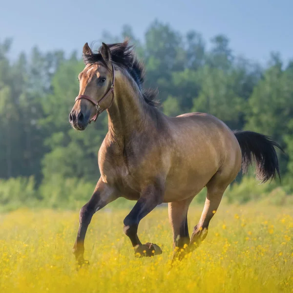 Андалузская лошадь в поле цветов на ферме . — стоковое фото
