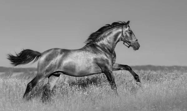 Andalusisches Pferd im blühenden Feld. — Stockfoto