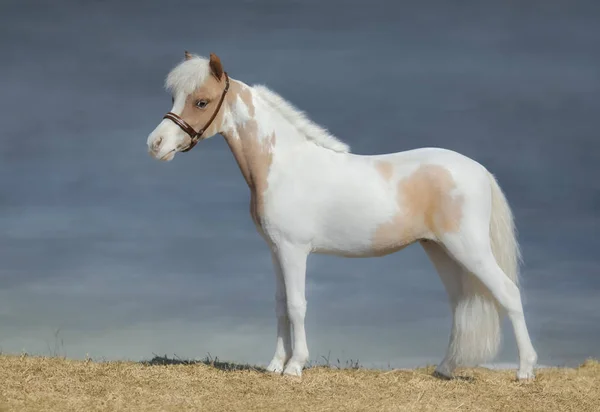 Pintura caballo americano en miniatura . — Foto de Stock