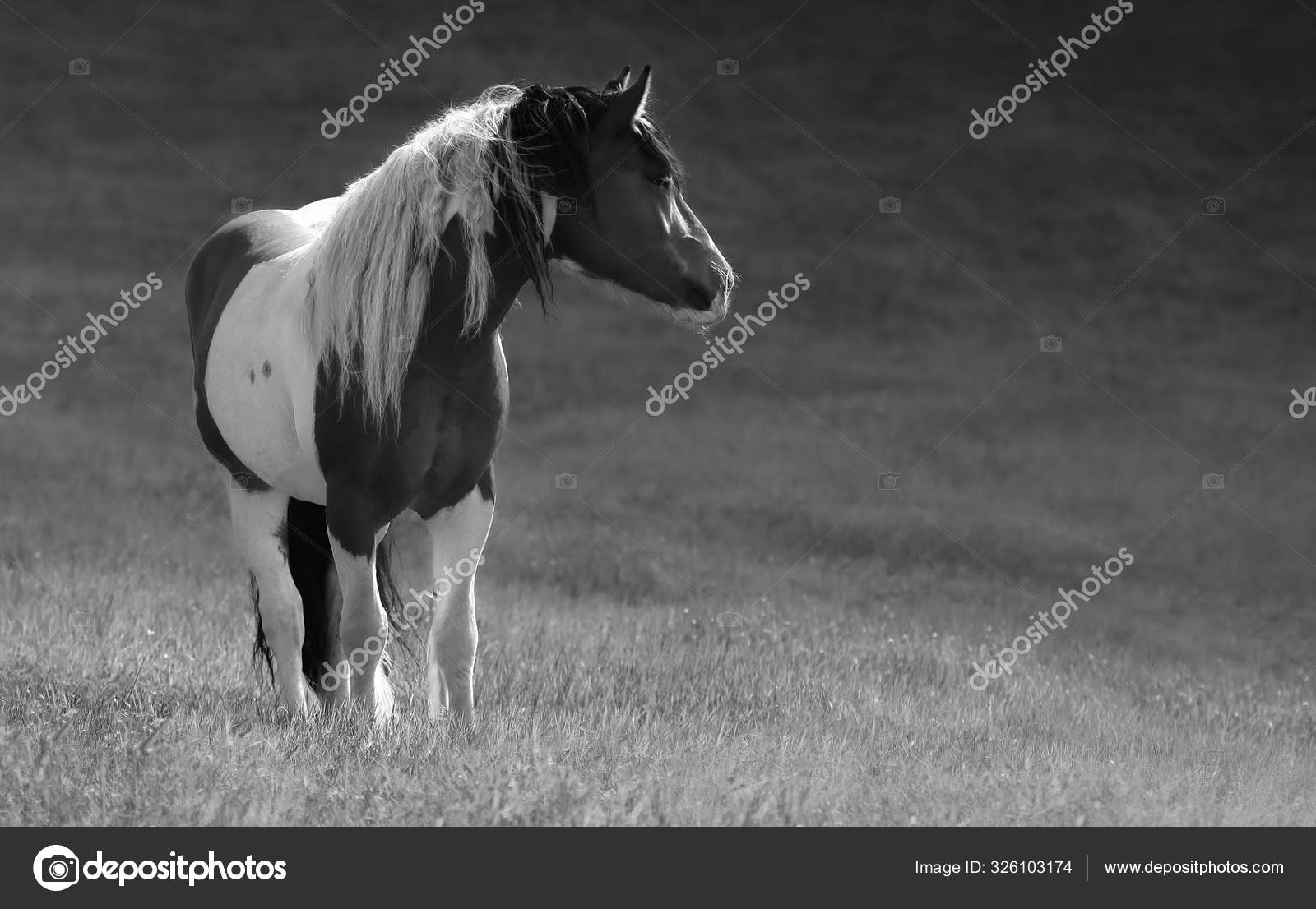 592 Irish Cob Images Free Royalty Free Stock Irish Cob Photos Pictures Depositphotos
