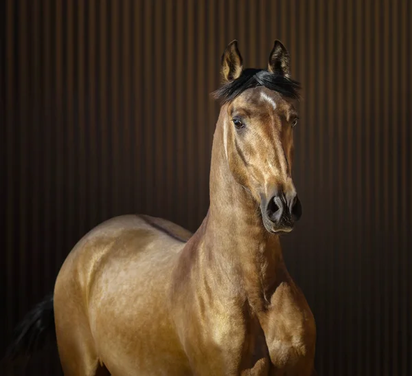 Goldene graue junge spanische Pferd auf gestreiftem Hintergrund. — Stockfoto