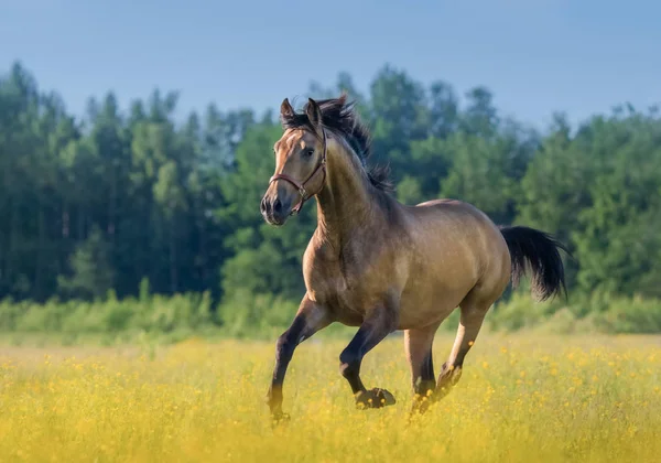 Cavalo andaluz no campo florido de verão . — Fotografia de Stock