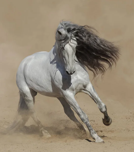 Ljusgrå renrasig spansk häst som leker på sand. — Stockfoto