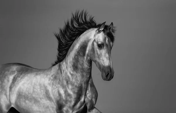 Černobílý andaluský kůň v pohybu. — Stock fotografie