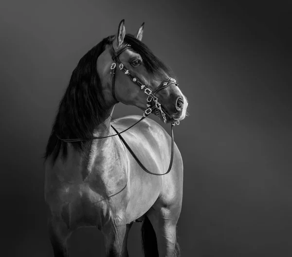 Retrato em preto e branco do cavalo andaluz . — Fotografia de Stock