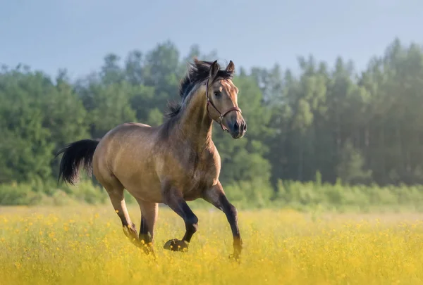 Андалузская лошадь скачет по цветущему лугу . — стоковое фото
