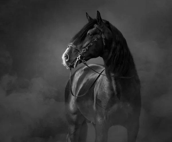 Black-and-White portrait of black Andalusian Horse. — Stock Photo, Image