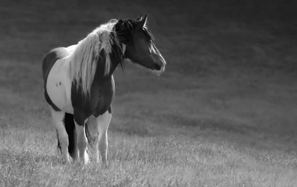 Cavalo cigano no prado . — Fotografia de Stock