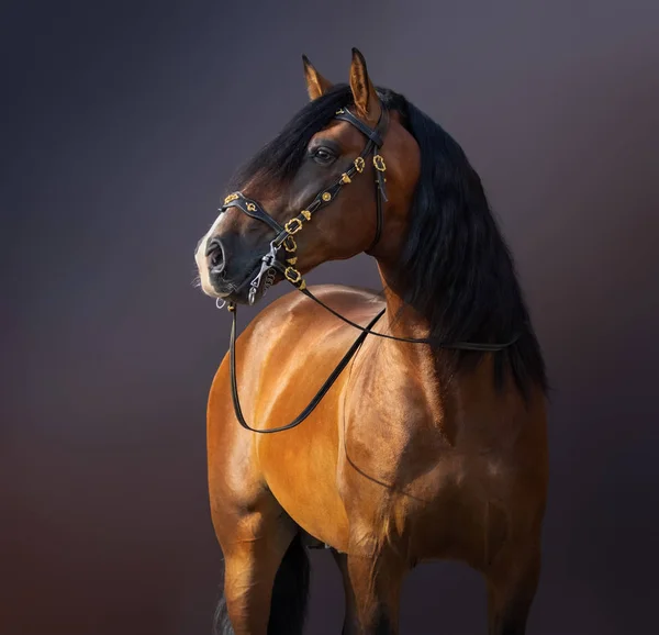 Caballo español en brida barroca tradicional sobre fondo oscuro . —  Fotos de Stock