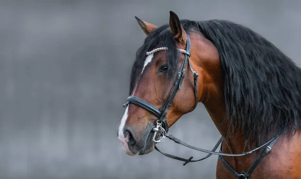 Retrato de caballo de la bahía andaluza con melena larga en brida . — Foto de Stock