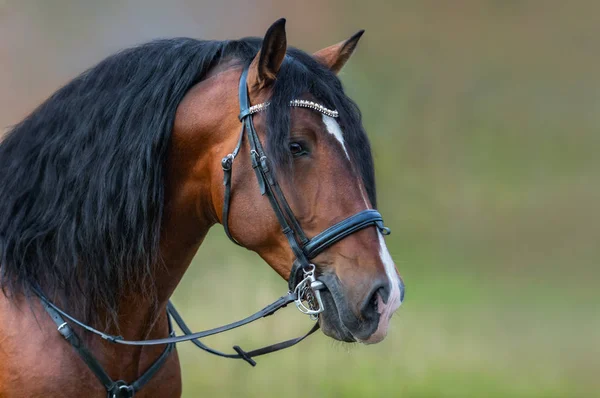 Cavalo da baía andaluz com crina longa em freio . — Fotografia de Stock