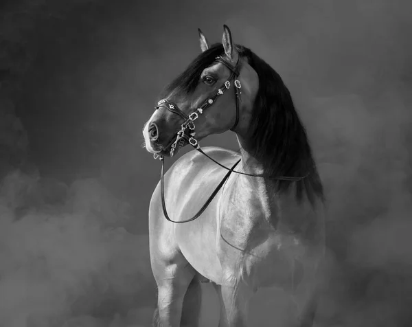 Spaans paard in barok hoofdstel in lichte rook. — Stockfoto
