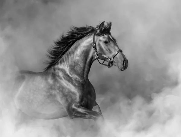 Andalusian horse in halter in light smoke in motion. — Stock Photo, Image