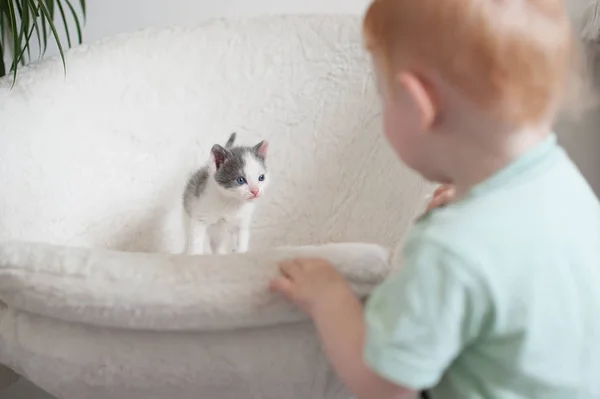 Cat look at the baby — Stock Photo, Image