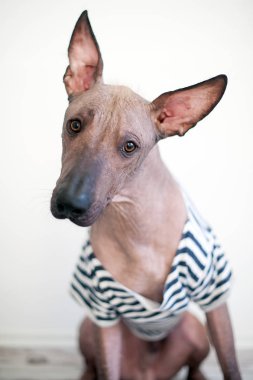 Bir T-shirt bir Meksika Hairless köpek portresi